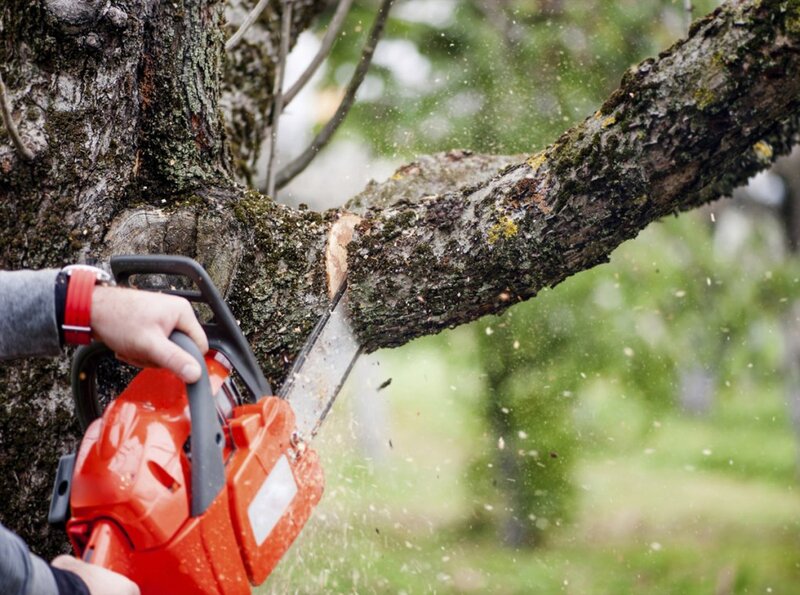 Non stop toaletare, taiere copaci, defrisari arbori, alpinism utilitar.