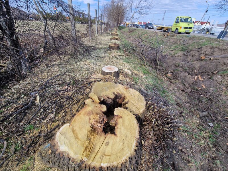 Non stop toaletare, taiere copaci, defrisari arbori, alpinism utilitar.